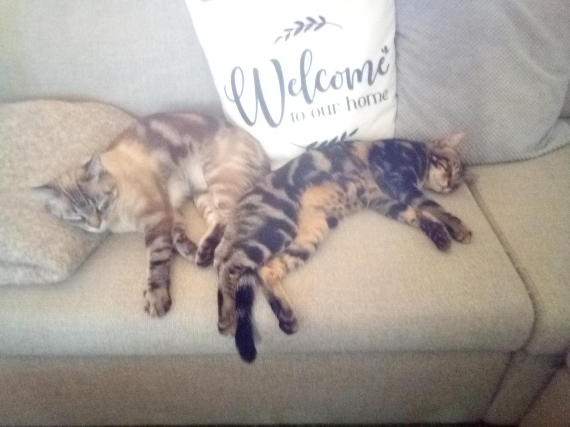 Chambres D'Hotes Les Trois Rames カルカソンヌ エクステリア 写真